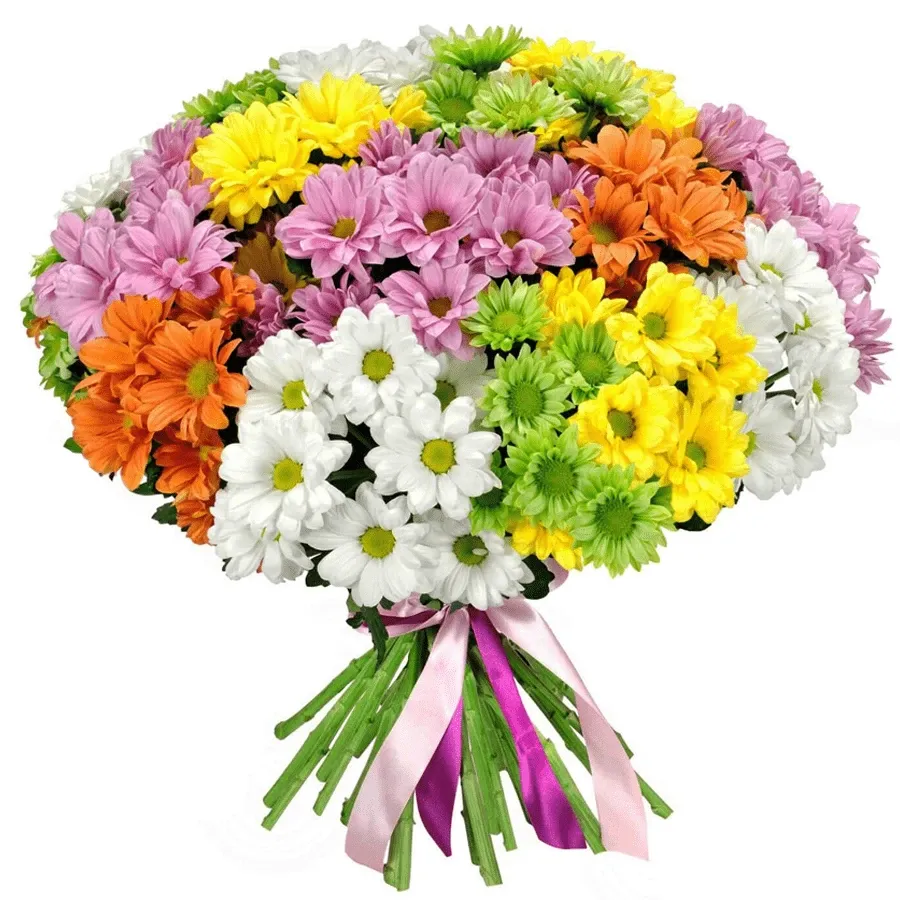 Хризантема кустовая микс Радуга